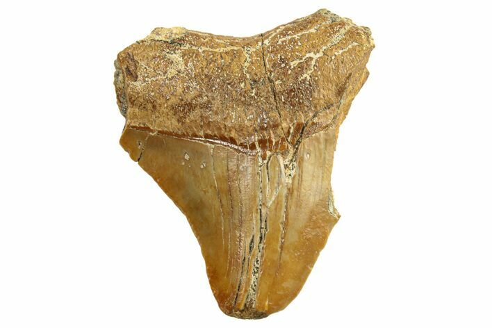 Bargain, Juvenile Fossil Megalodon Tooth From Angola - Unusual Location #258558